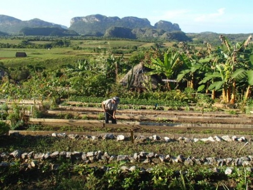 cuba agriculture.jpg